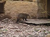 Coati - Nasua nasua (fam Procyonides) (3)